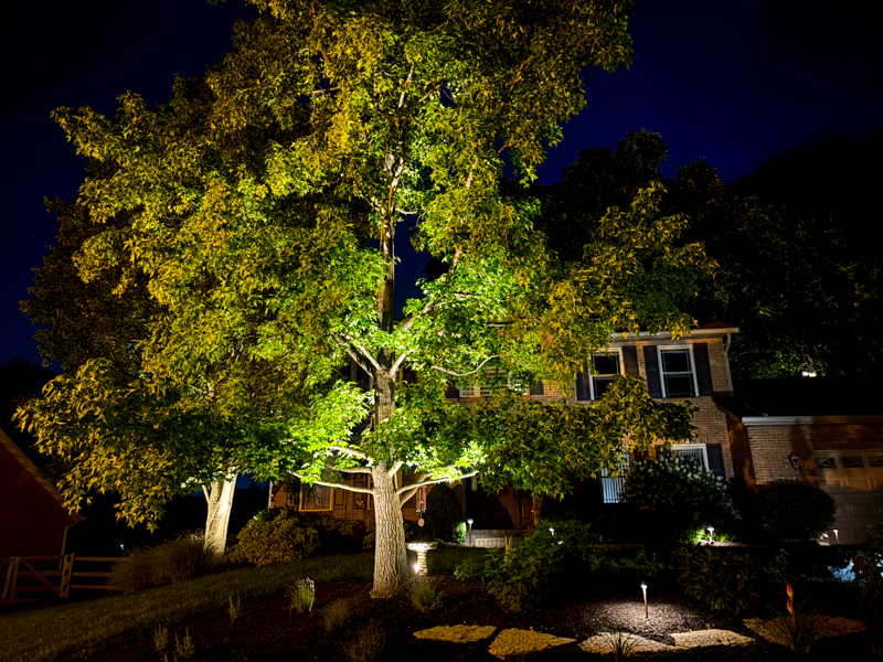 Landscape Lighting for Trees