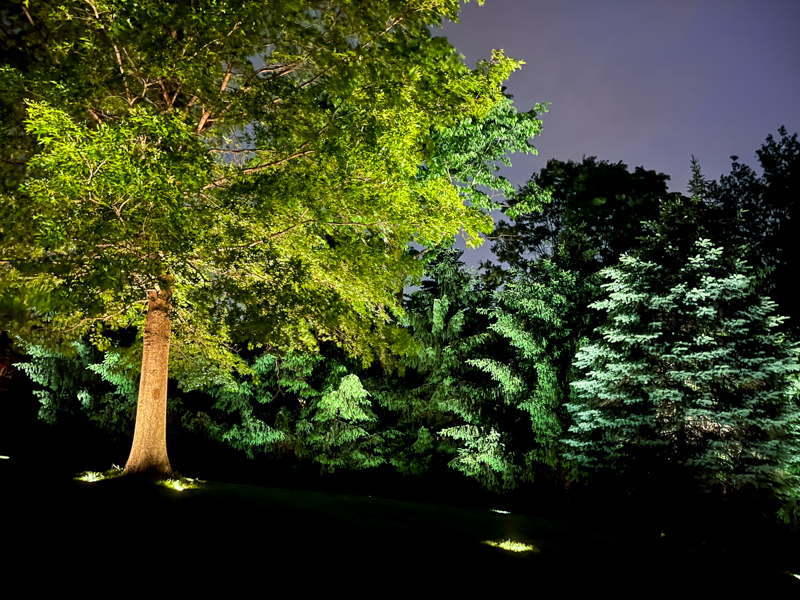 Landscape Lighting for Trees