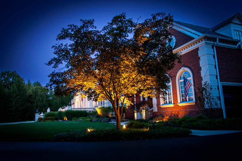 2027 Trend: Colored Landscape Lighting on Plants