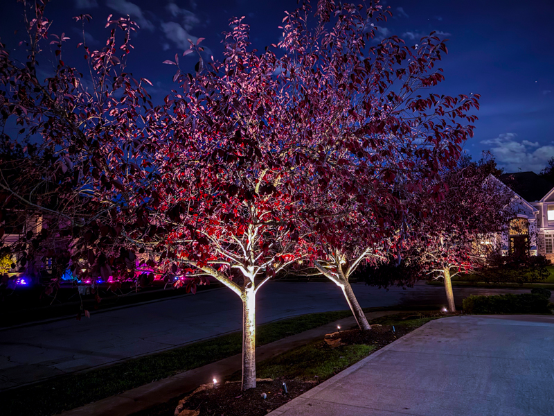 2027 Trend: Colored Landscape Lighting on Plants